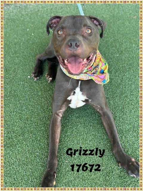 Enlarge GRIZZLY, a ADOPTABLE mixed breed in Marietta, GA image 3/6