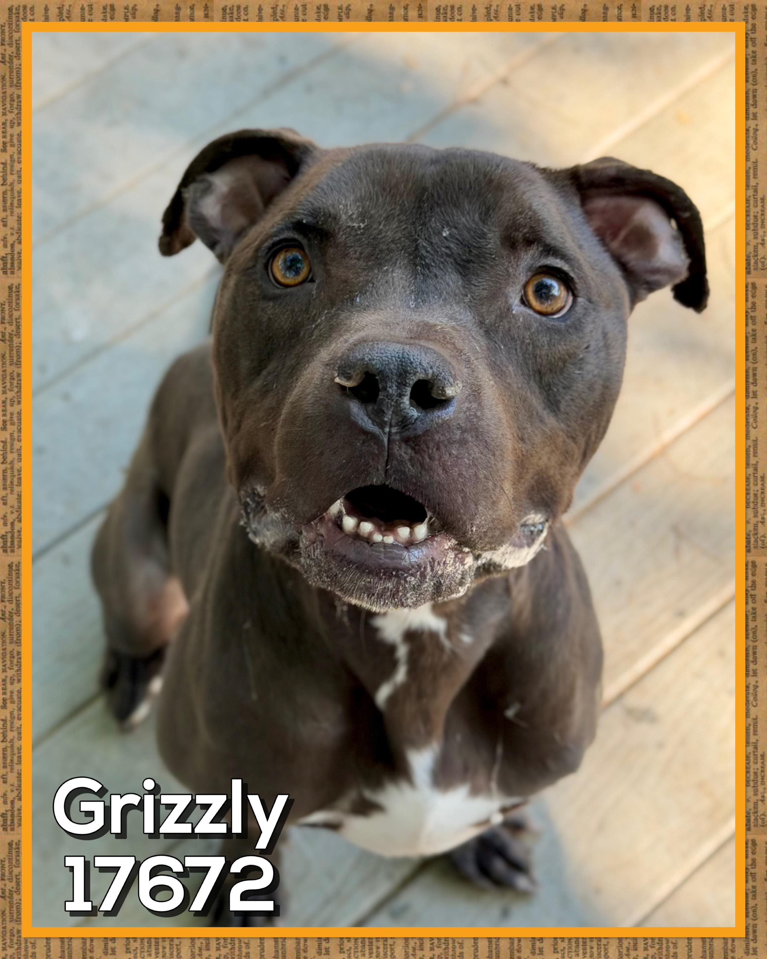 Enlarge GRIZZLY, a ADOPTABLE mixed breed in Marietta, GA image 4/6
