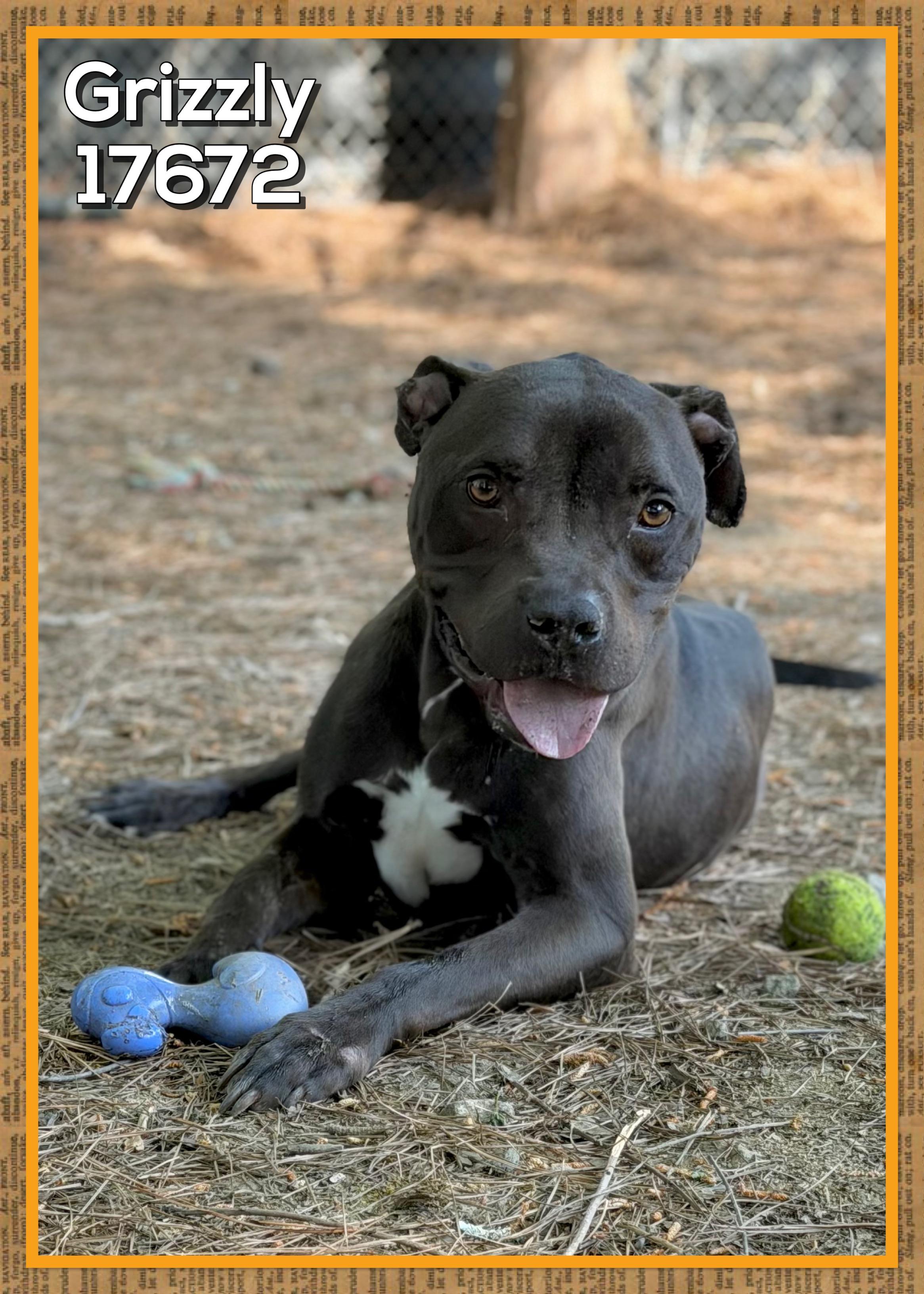 Enlarge GRIZZLY, a ADOPTABLE mixed breed in Marietta, GA image 2/6