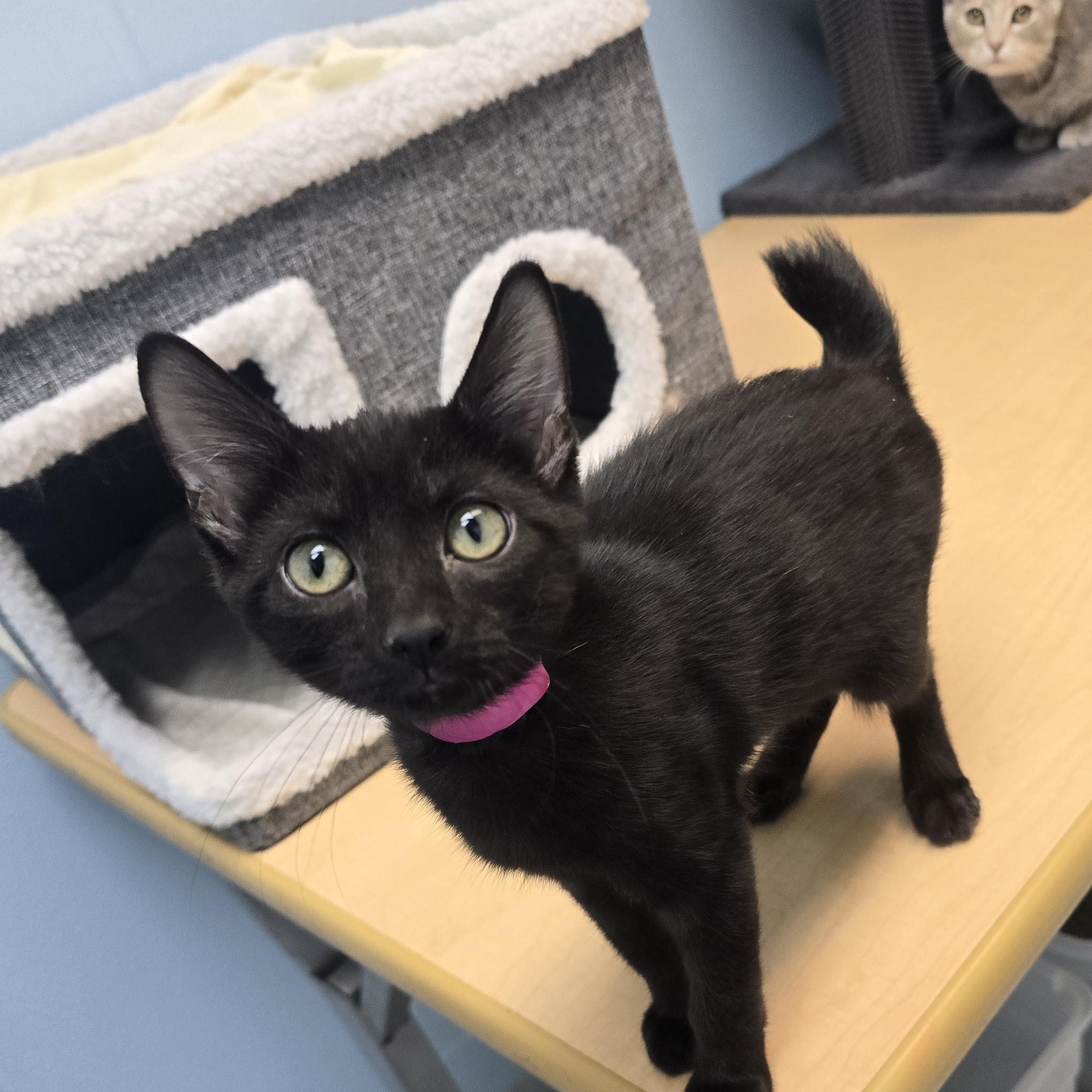Enlarge Stormy, a Adopted Domestic Short Hair in Farmington, MO image 1/1