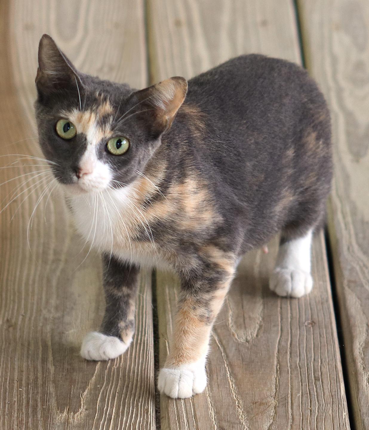 Marmalade