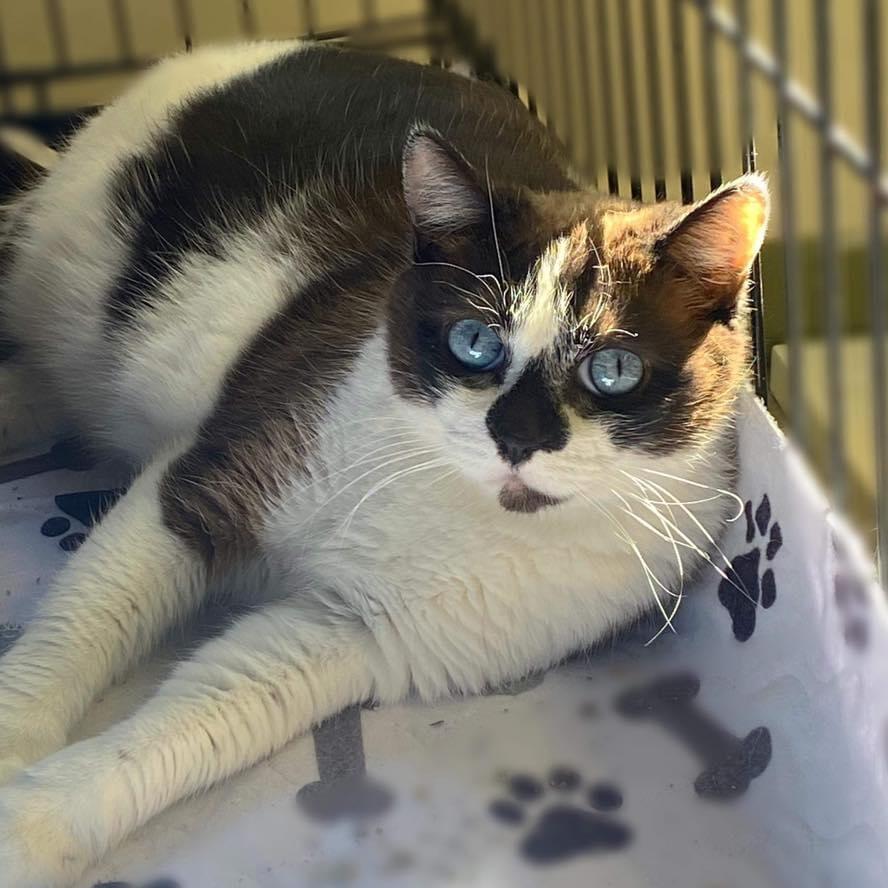 Enlarge Brittany, a Adopted Snowshoe in Godfrey, IL image 1/1