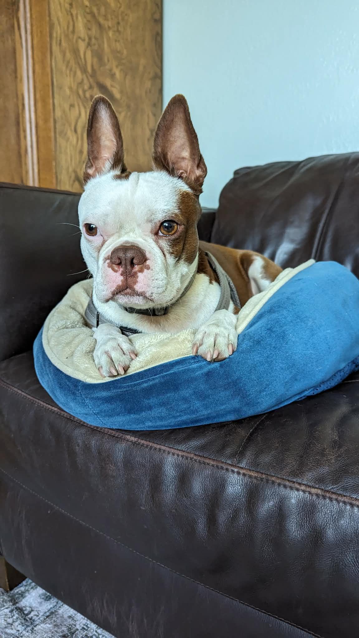 Jasper , a ADOPTABLE Boston Terrier in Sacramento, CA image 5/6