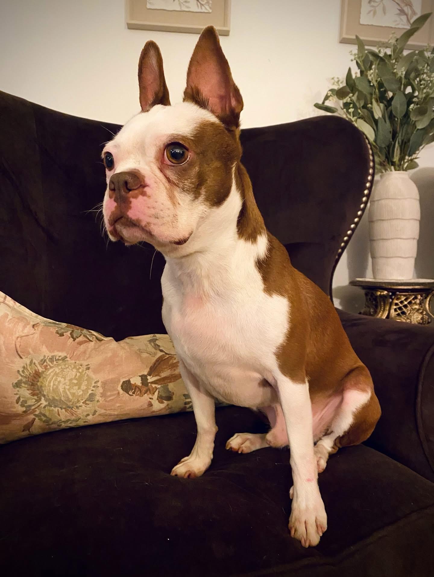 Jasper , a ADOPTABLE Boston Terrier in Sacramento, CA image 3/6