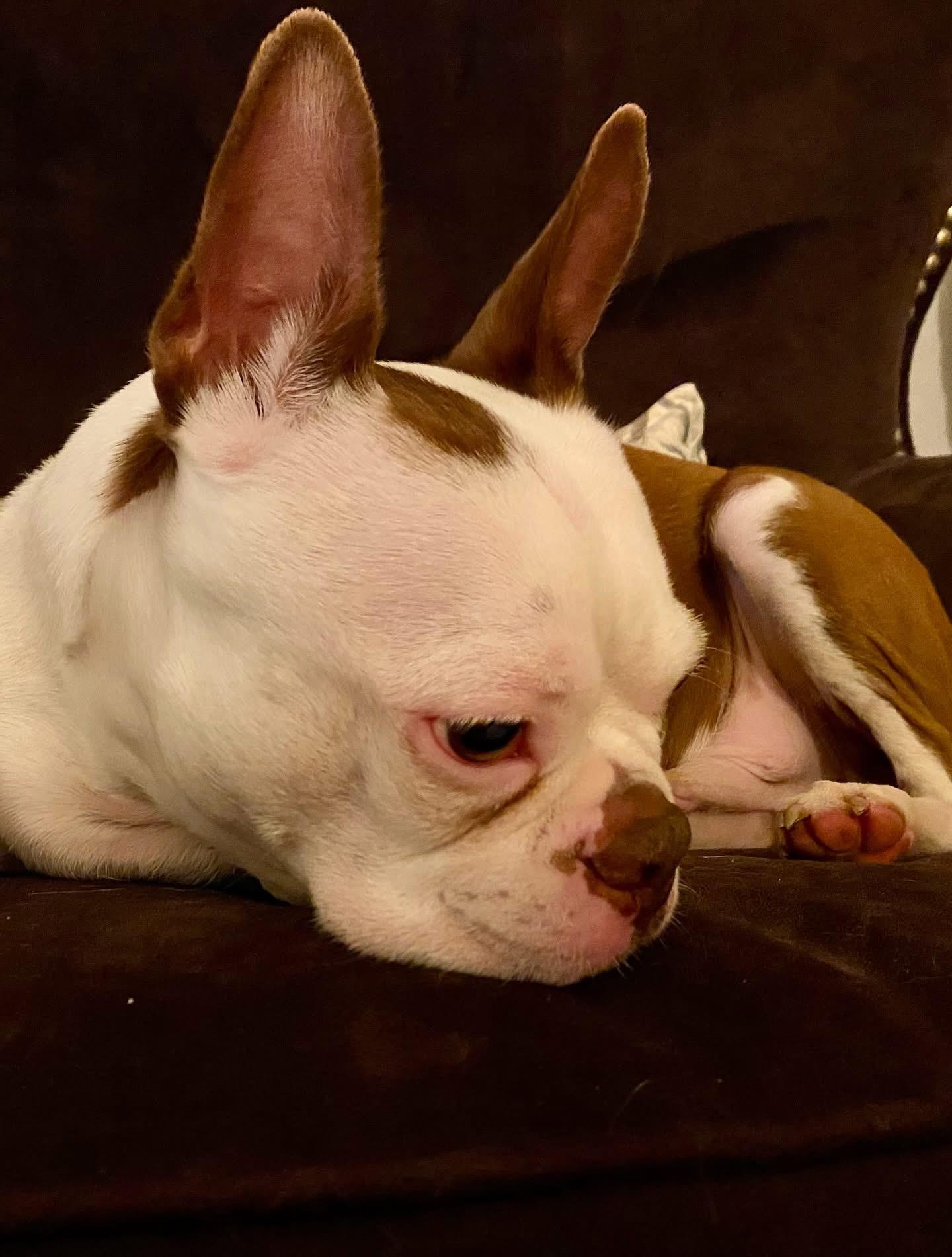 Jasper , a ADOPTABLE Boston Terrier in Sacramento, CA image 2/6