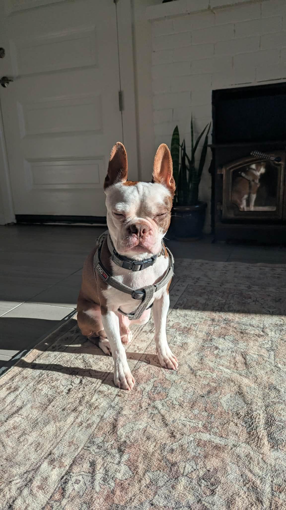 Jasper , a ADOPTABLE Boston Terrier in Sacramento, CA image 4/6