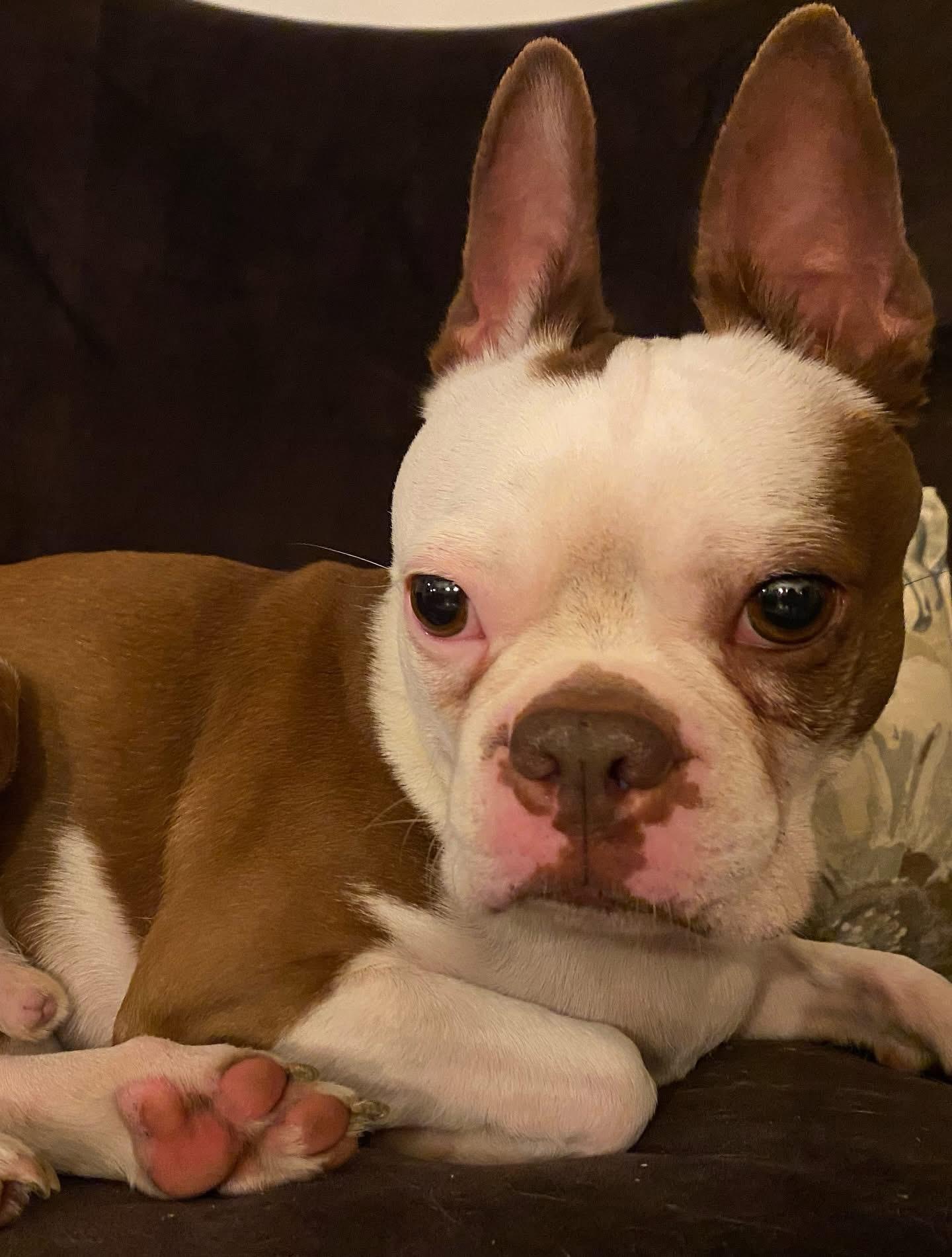 Jasper , ADOPTABLE, Adult Male Boston Terrier.