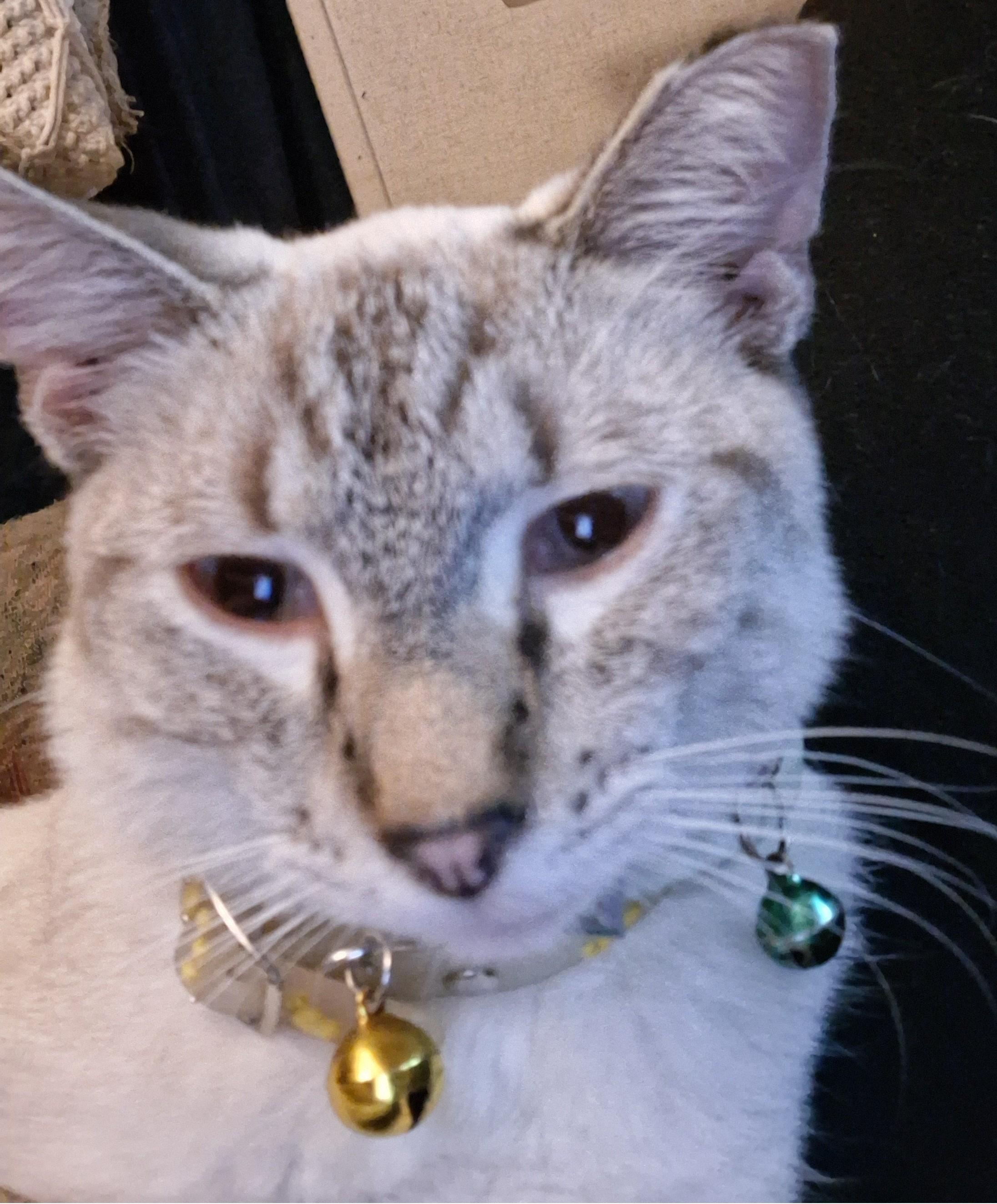 Enlarge Al, a Adoptable mixed breed in Sherman, TX image 2/5