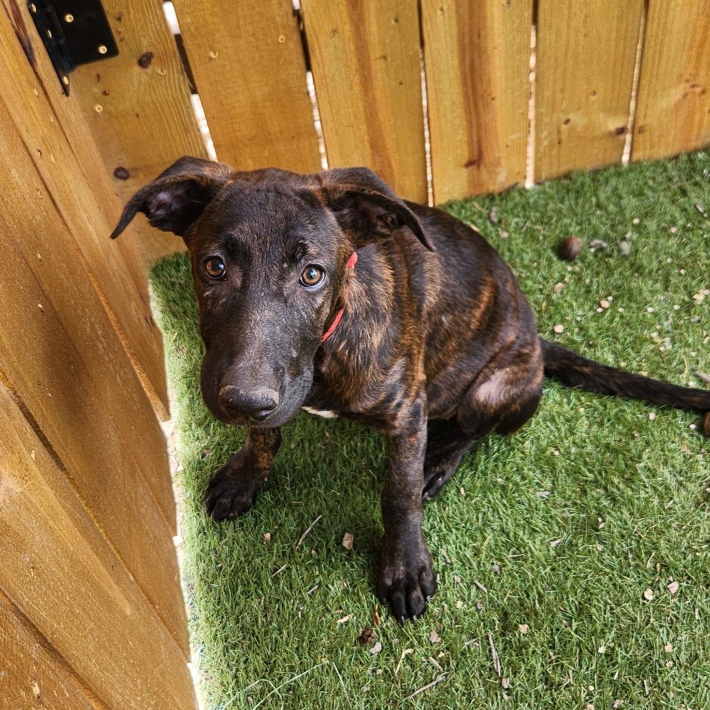 Bebe JUM — thumbnail 3