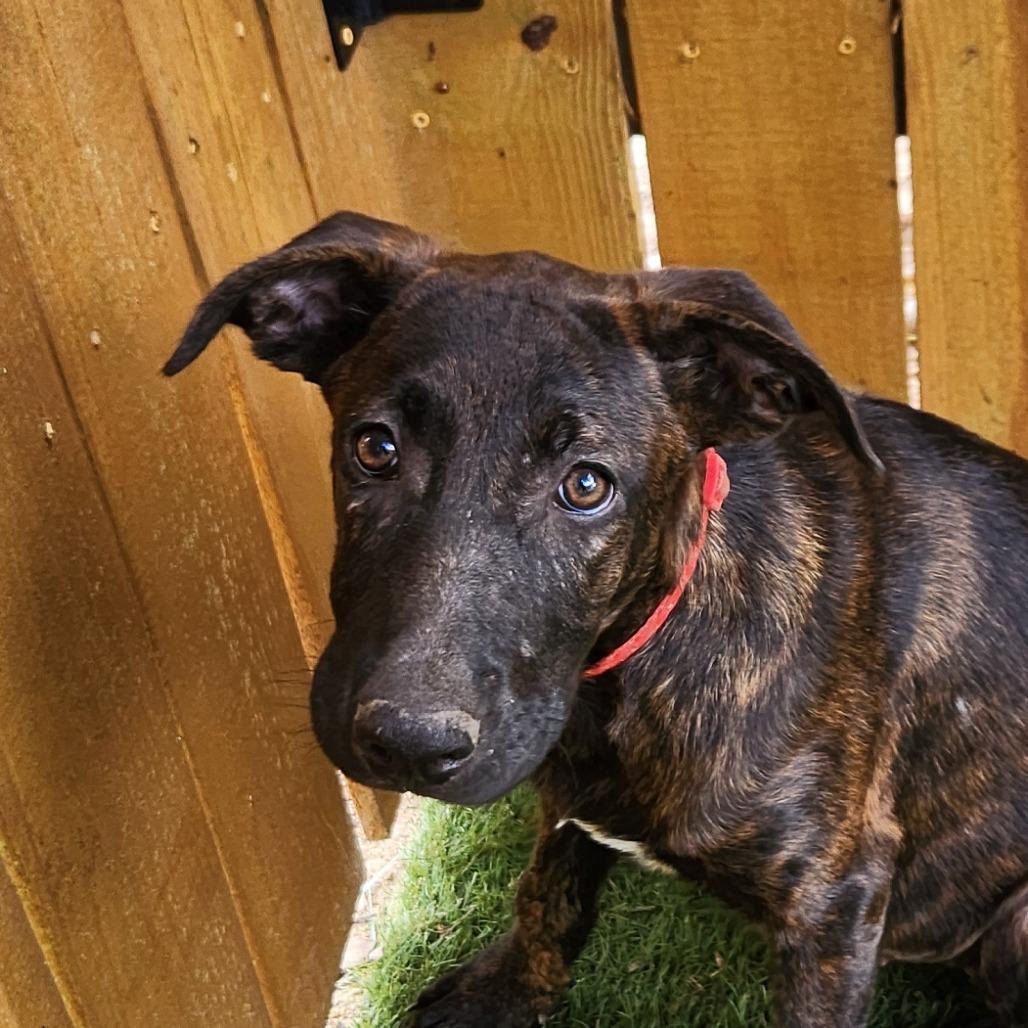 Bebe JUM — thumbnail 4