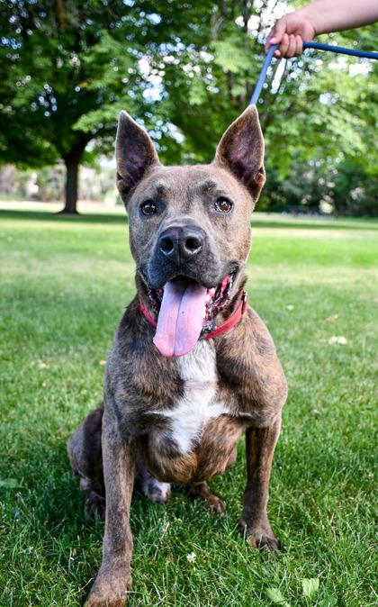 Enlarge Jasper, a Adoptable mixed breed in Yakima, WA image 1/4