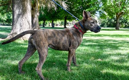 Enlarge Jasper, a Adoptable mixed breed in Yakima, WA image 2/6