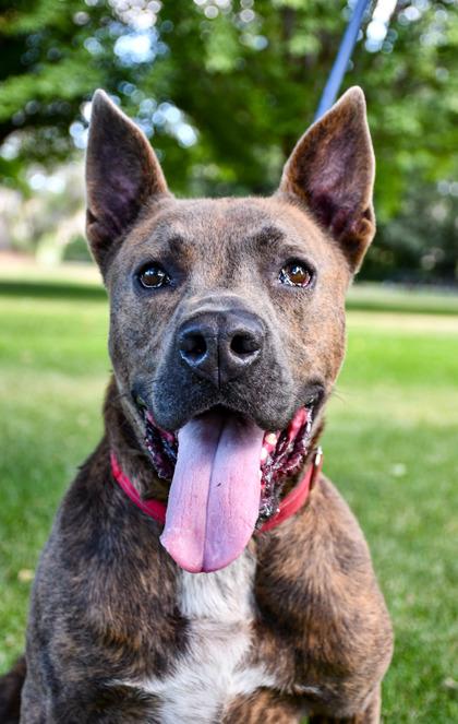 Enlarge Jasper, a Adoptable mixed breed in Yakima, WA image 5/6