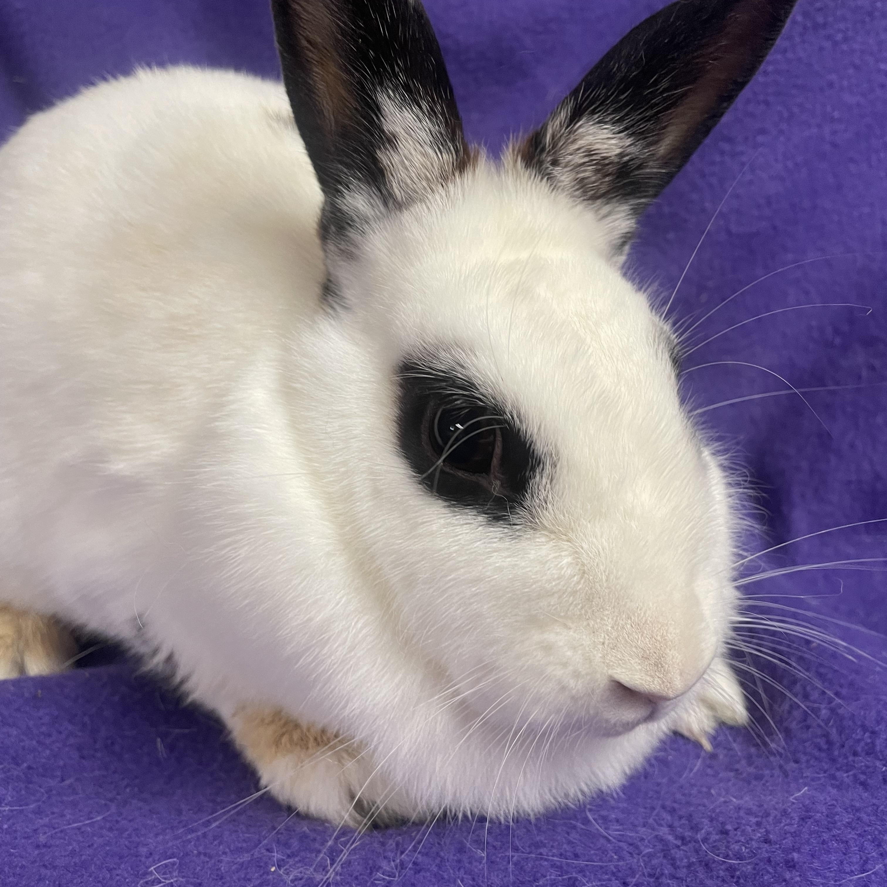 Enlarge Ruby: video!!, a Adoptable English Spot in Edinburg, PA image 5/6