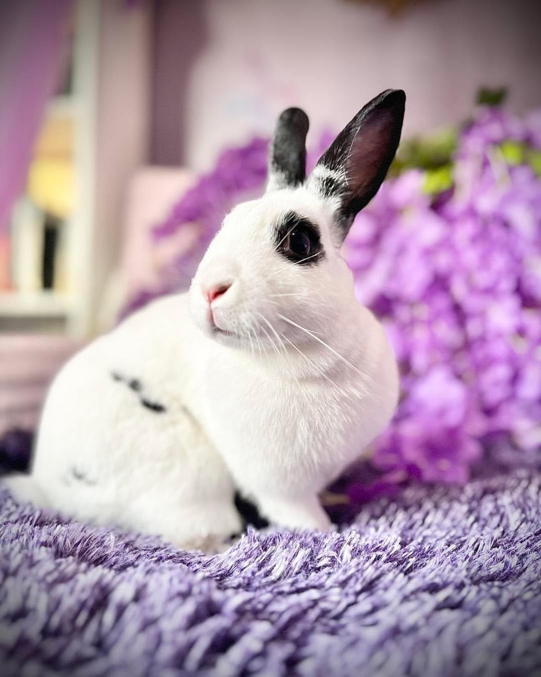 Enlarge Ruby: video!!, a Adoptable English Spot in Edinburg, PA image 2/6