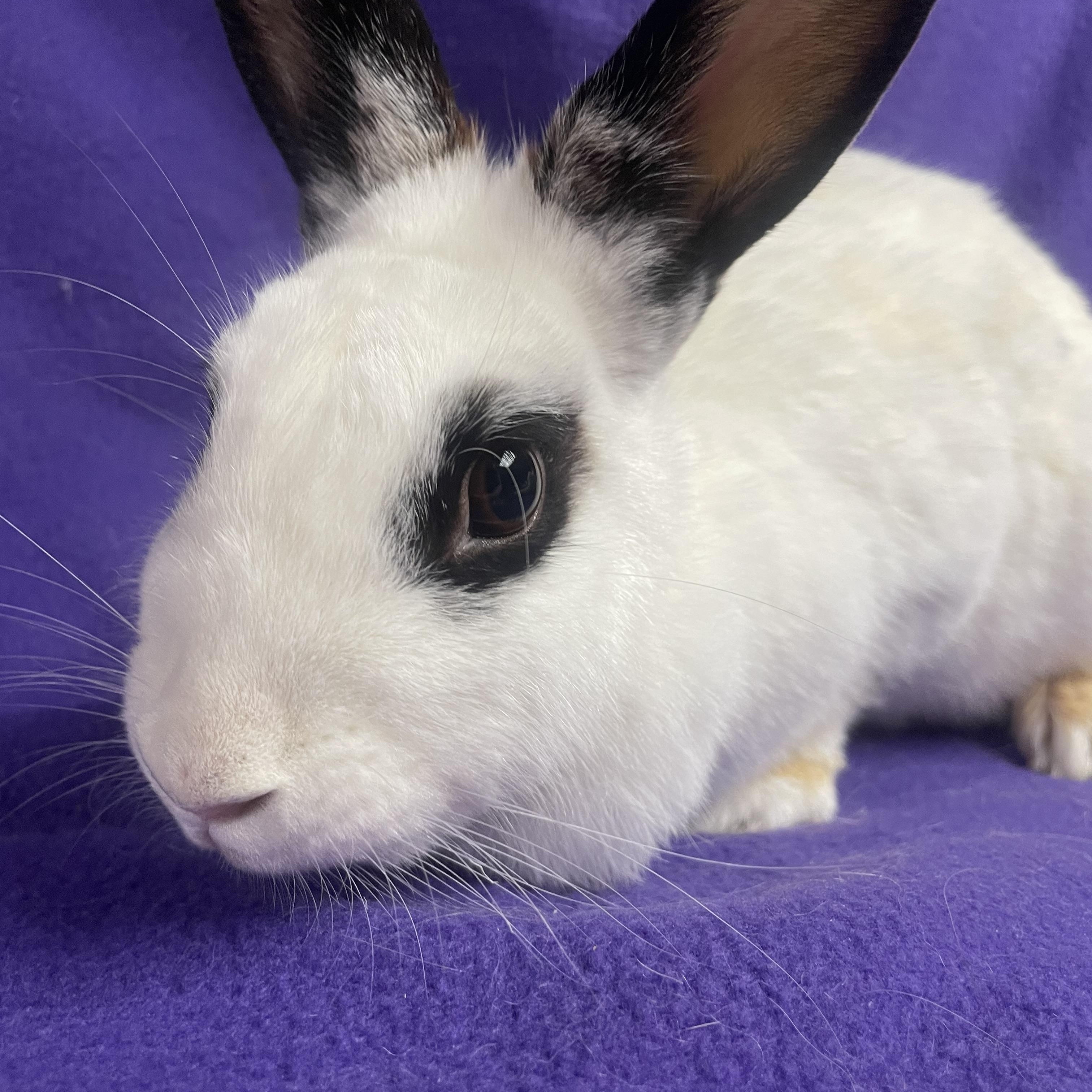 Enlarge Ruby: video!!, a Adoptable English Spot in Edinburg, PA image 4/6