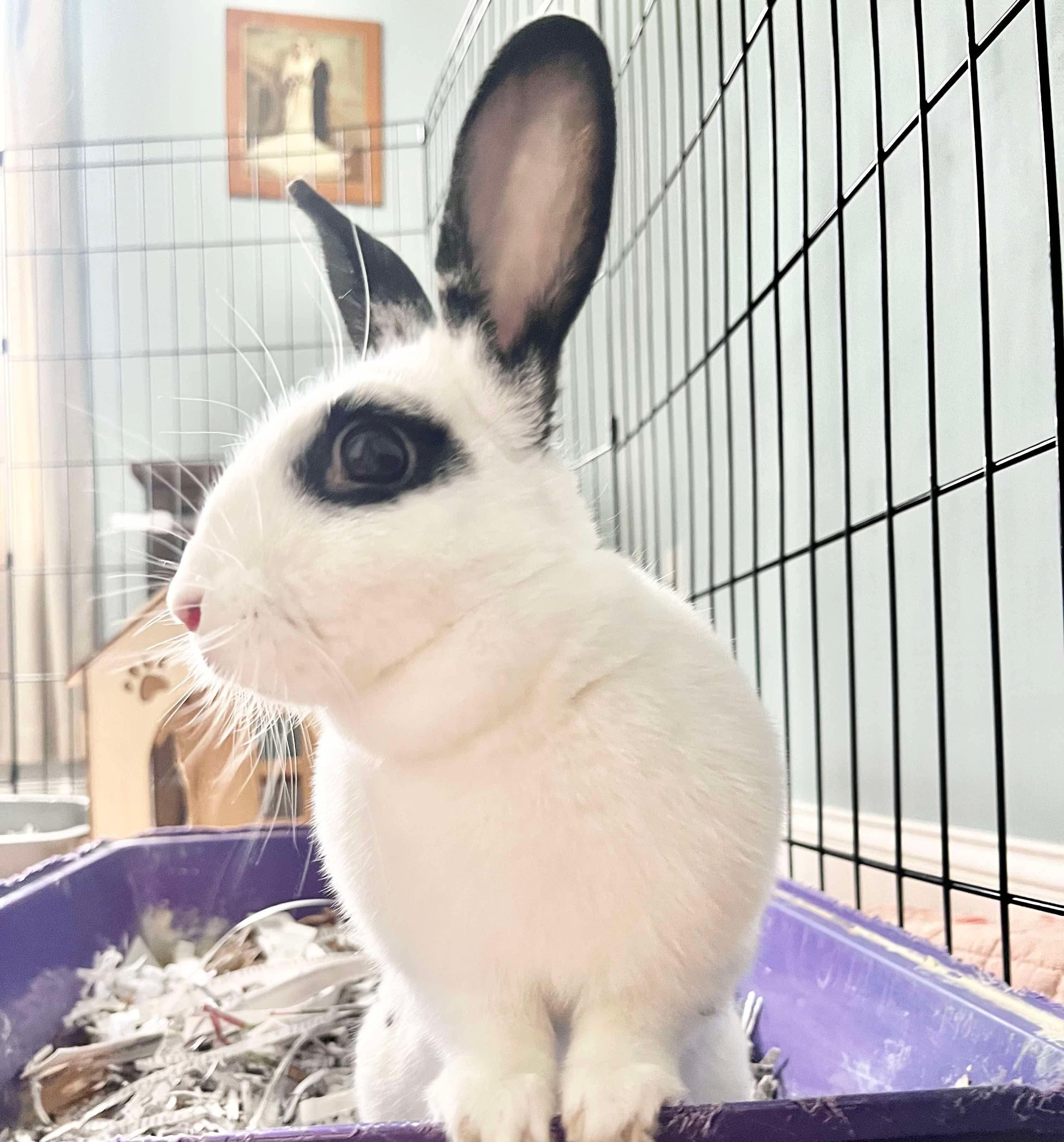 Enlarge Ruby: video!!, a Adoptable English Spot in Edinburg, PA image 3/6