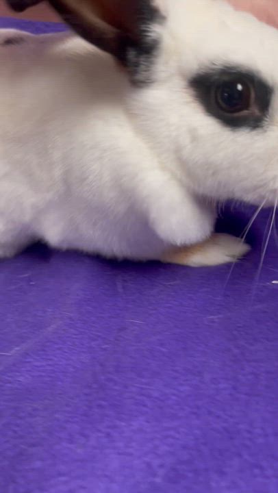 Enlarge Ruby: video!!, a Adoptable English Spot in Edinburg, PA video 6/6