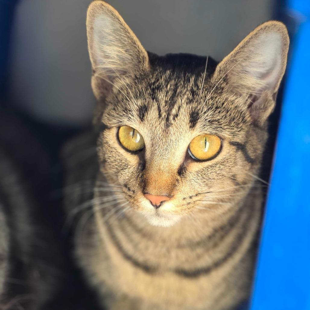 Peppermint Patty, Adoptable, Young Female Domestic Short Hair.