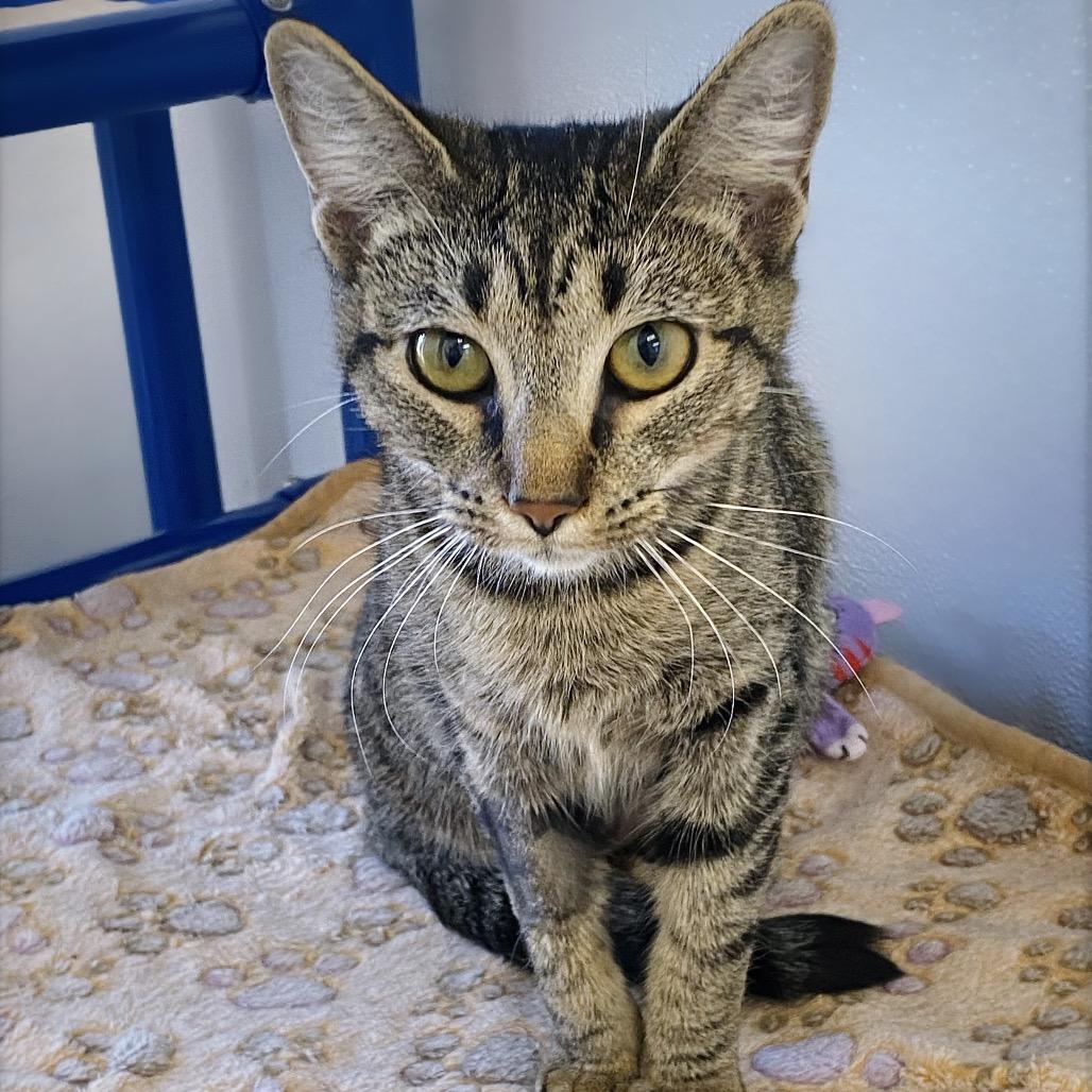 Enlarge Peppermint Patty, a Adoptable Domestic Short Hair in Huntsville, AL image 2/4