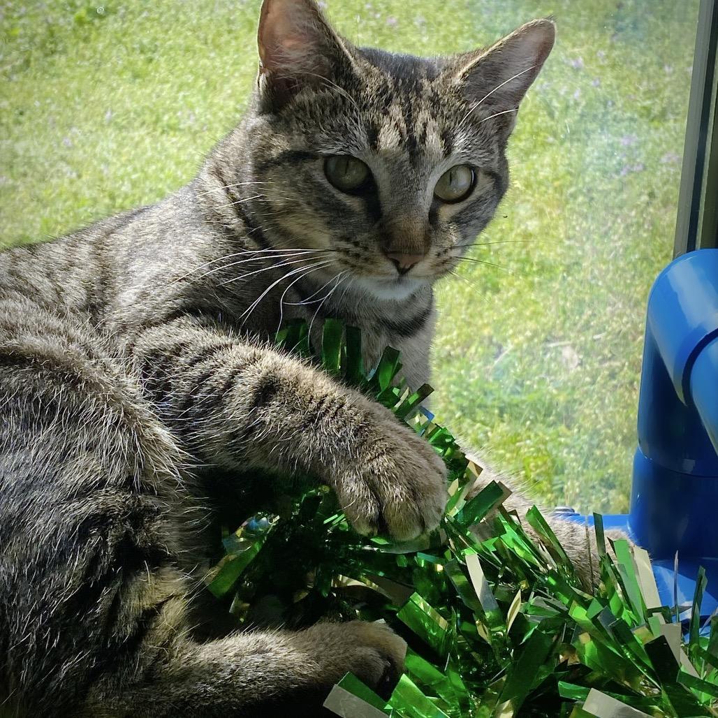 Enlarge Peppermint Patty, a Adoptable Domestic Short Hair in Huntsville, AL image 3/6