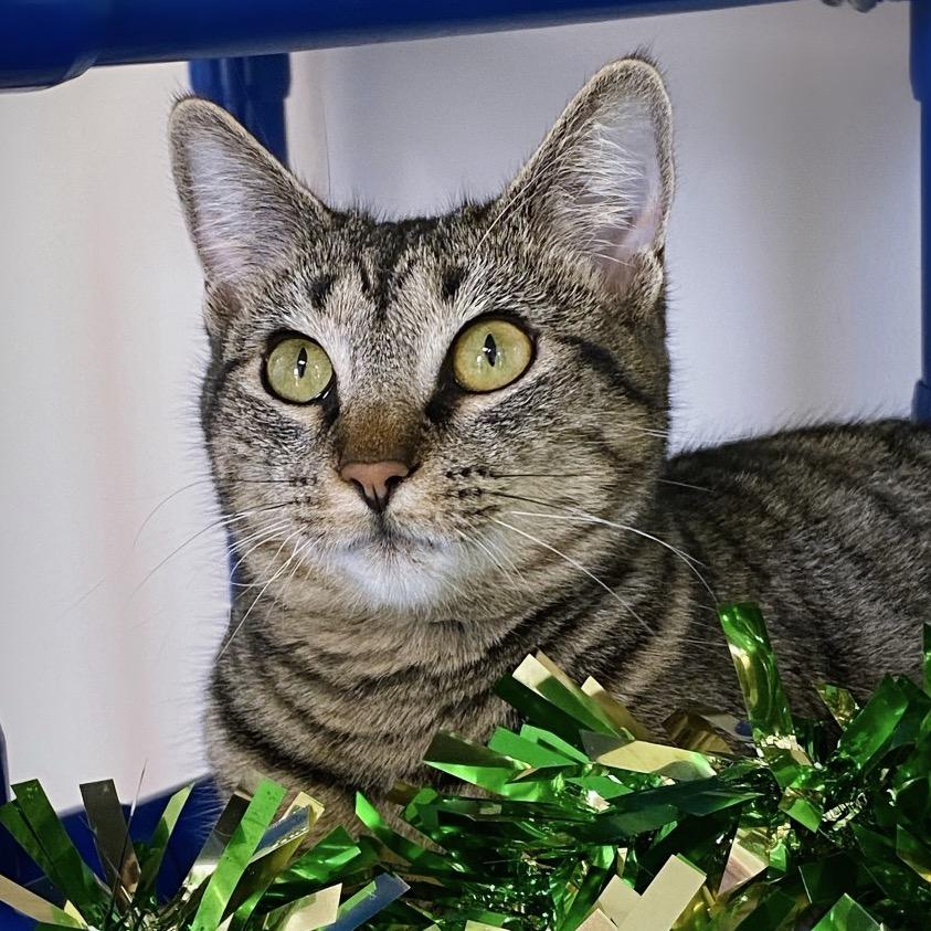 Enlarge Peppermint Patty, a Adoptable Domestic Short Hair in Huntsville, AL image 4/6