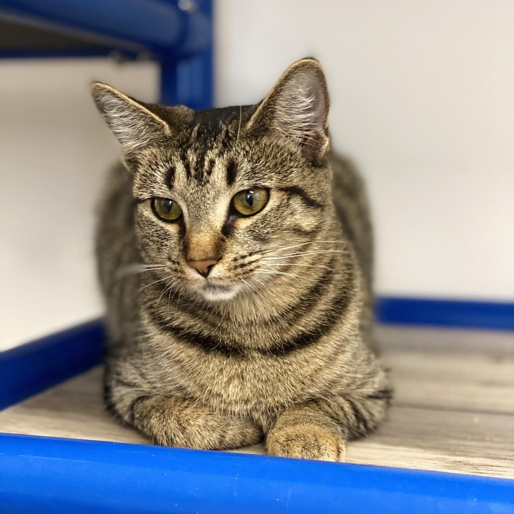 Enlarge Peppermint Patty, a Adoptable Domestic Short Hair in Huntsville, AL image 3/4