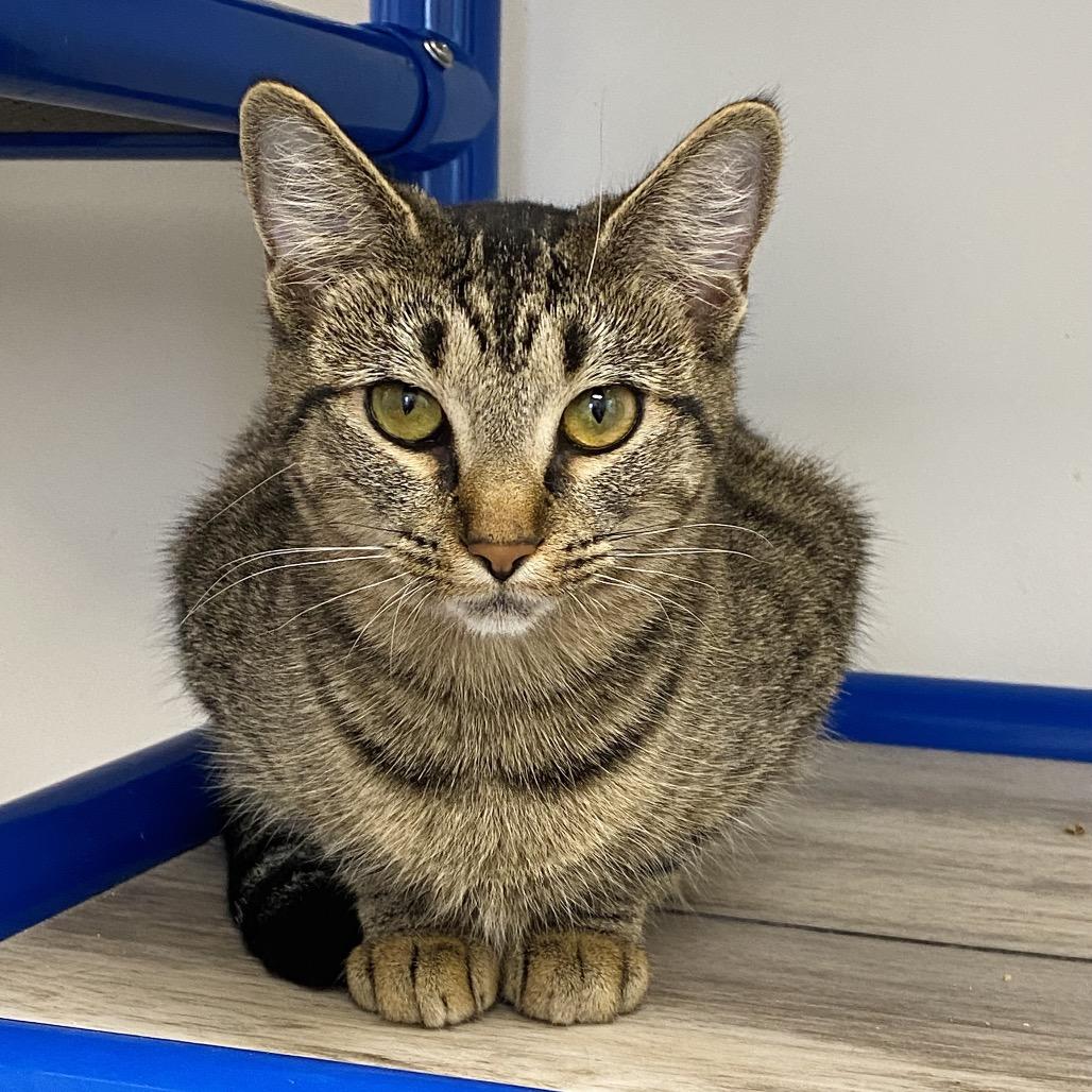 Enlarge Peppermint Patty, a Adoptable Domestic Short Hair in Huntsville, AL image 4/4