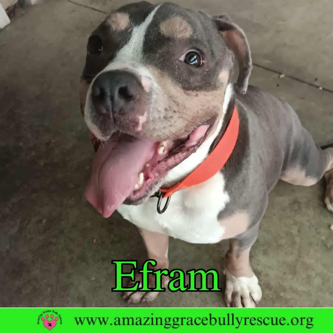 Enlarge Efram, a Adoptable American Bulldog in Pensacola, FL image 1/3