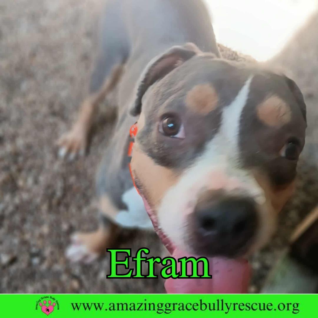 Enlarge Efram, a Adoptable American Bulldog in Pensacola, FL image 3/3