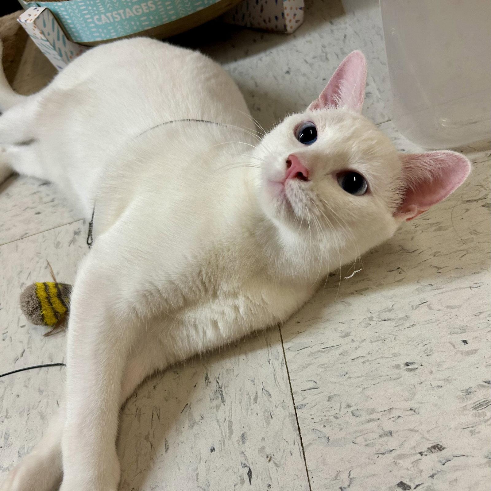 Enlarge Addy, a Adoptable Domestic Short Hair in Garland, TX image 2/3
