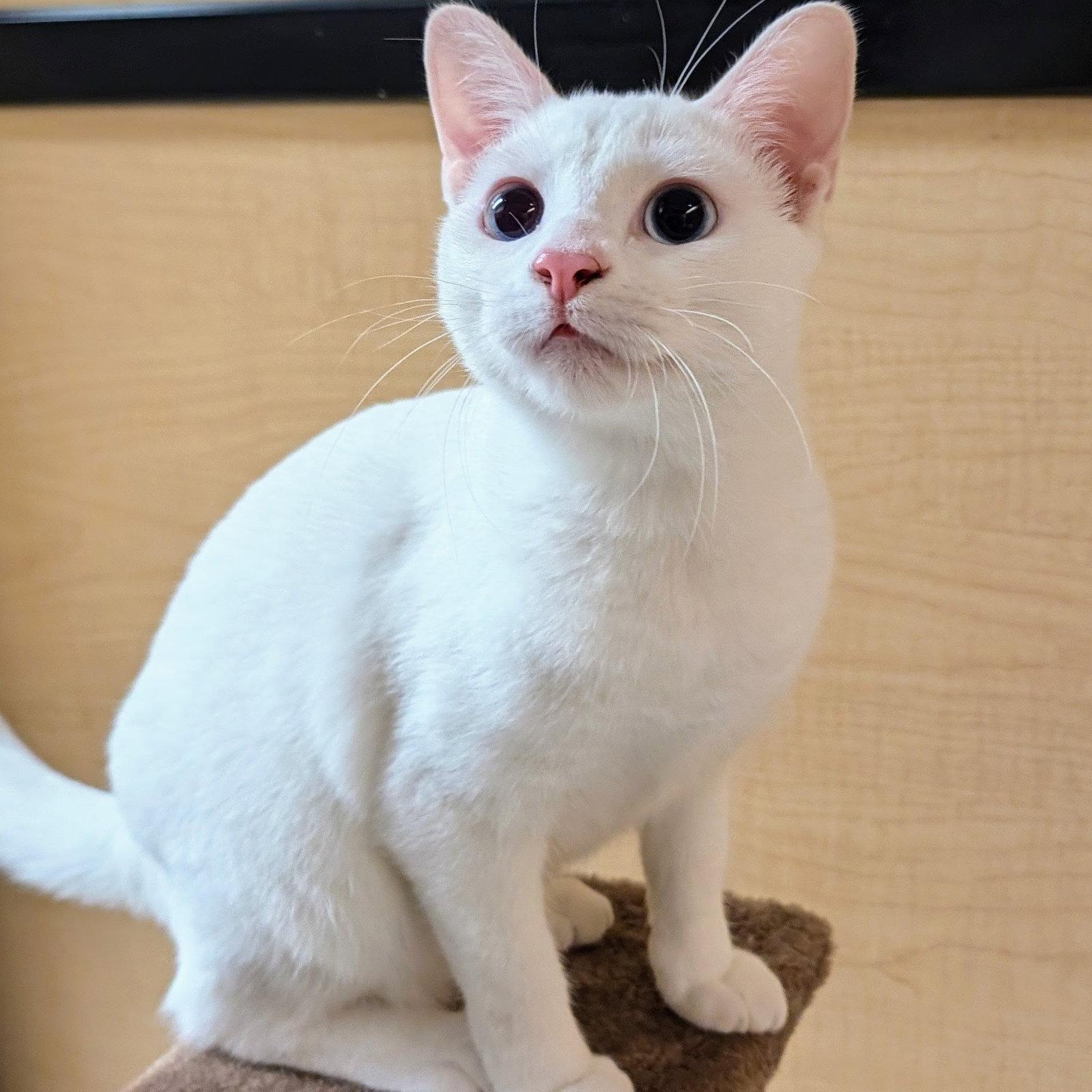Enlarge Addy, a Adoptable Domestic Short Hair in Garland, TX image 1/3