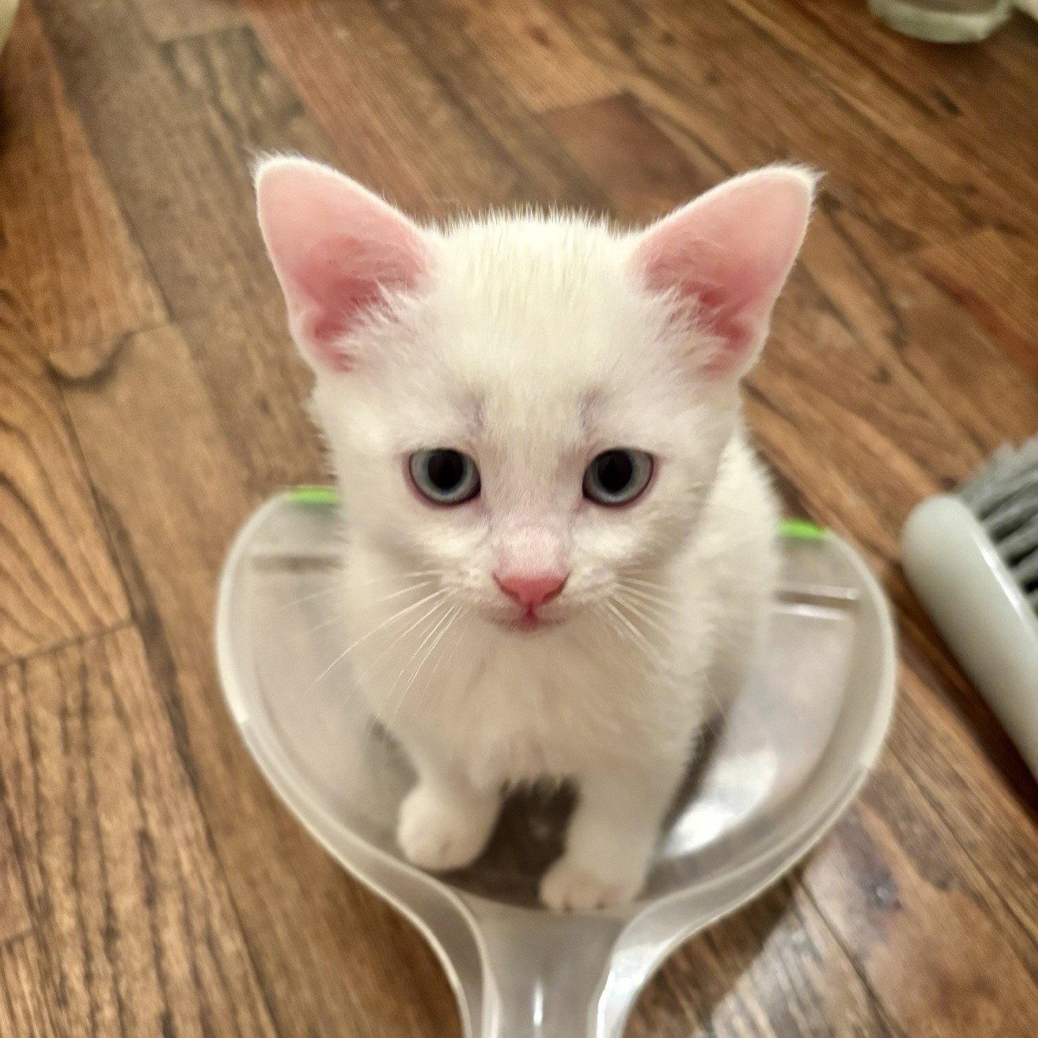 Enlarge Addy, a Adoptable Domestic Short Hair in Garland, TX image 1/3