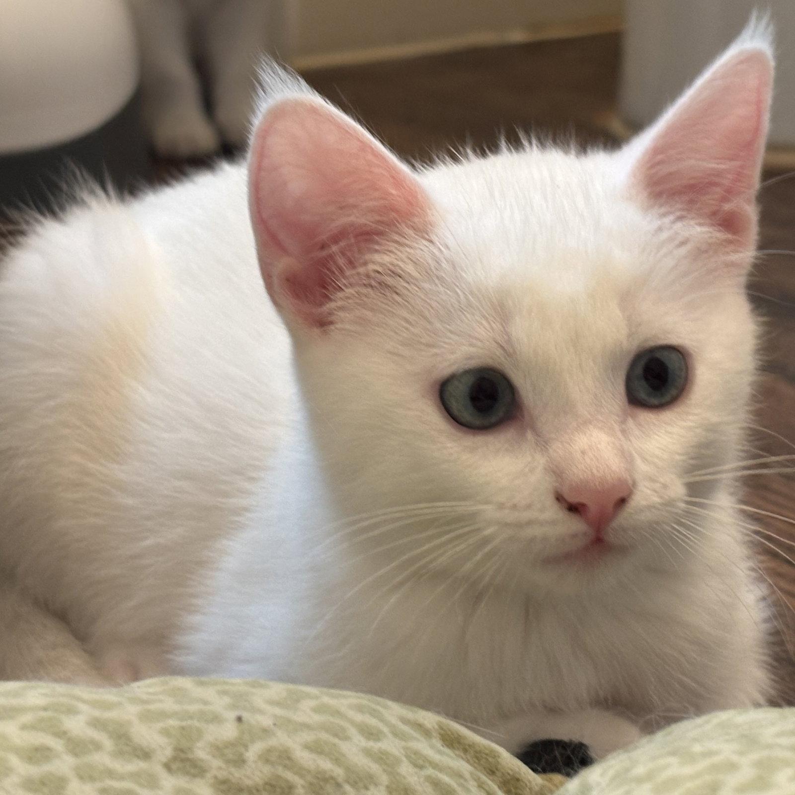 Enlarge Addy, a Adoptable Domestic Short Hair in Garland, TX image 2/3
