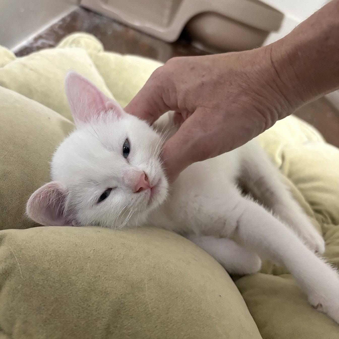 Enlarge Addy, a Adoptable Domestic Short Hair in Garland, TX image 3/3