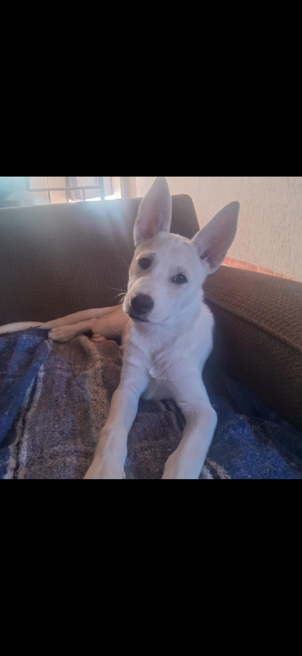 Enlarge Willow, a Adoptable mixed breed in Redlands , CA image 1/2