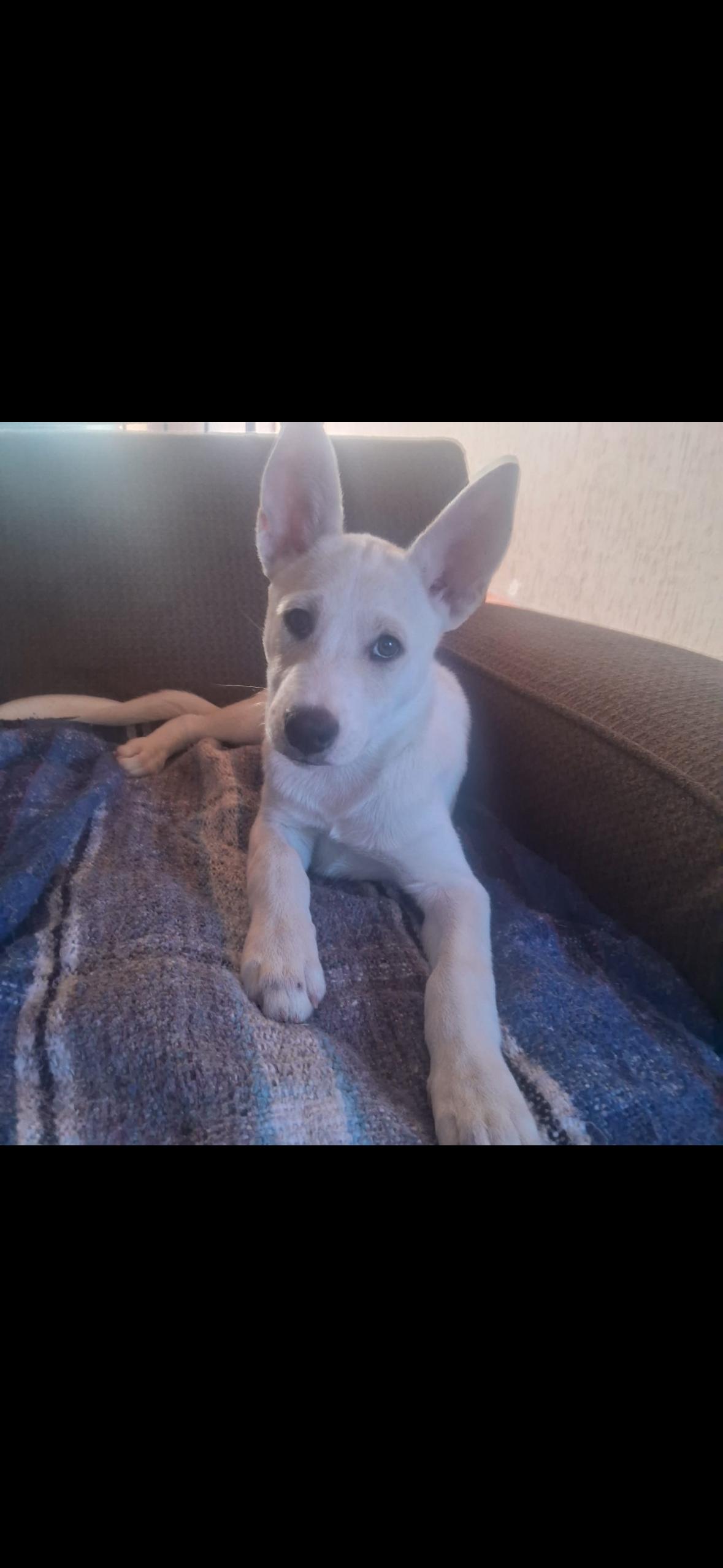 Enlarge Willow, a Adoptable mixed breed in Redlands , CA image 2/2