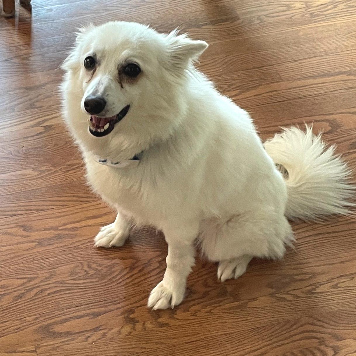 Cassie - Adopted!