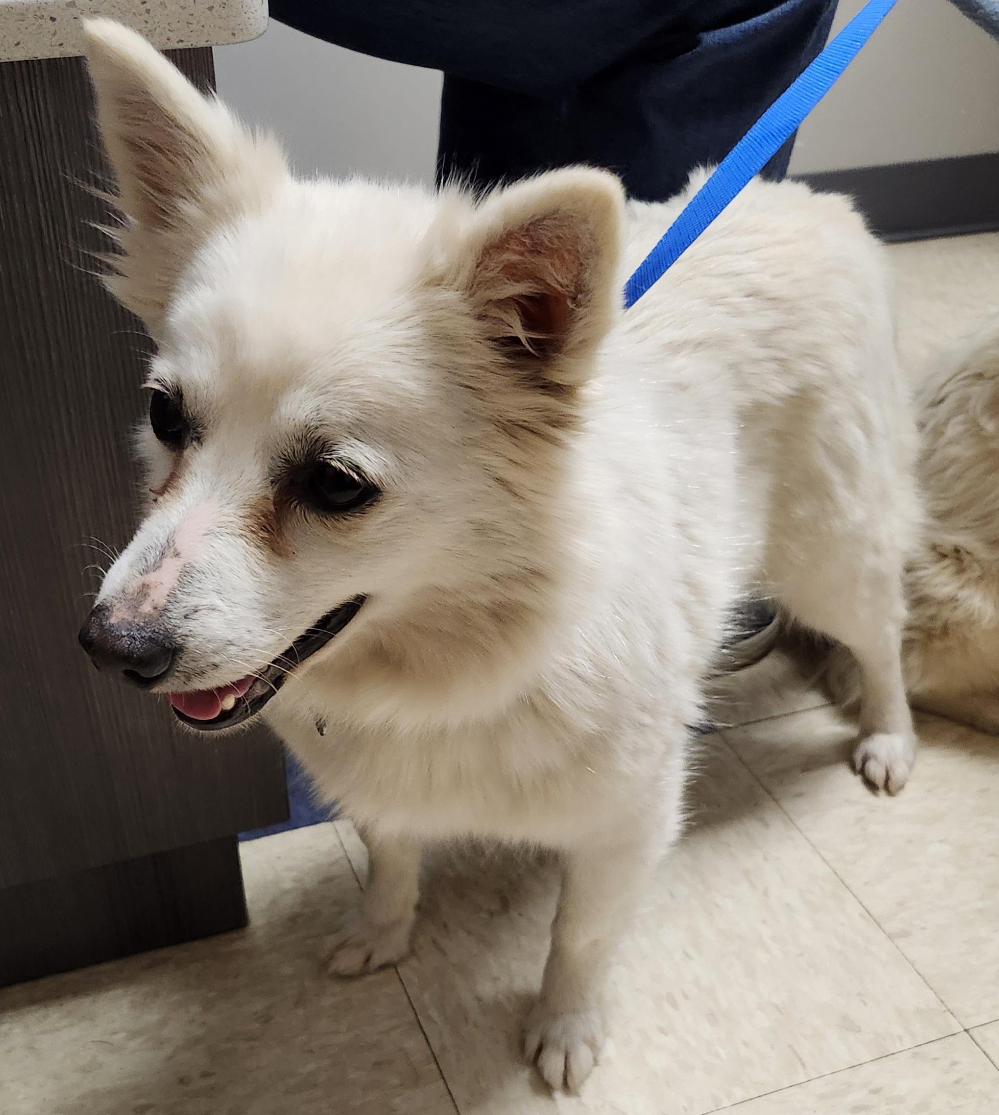 Cassie - Adopted!