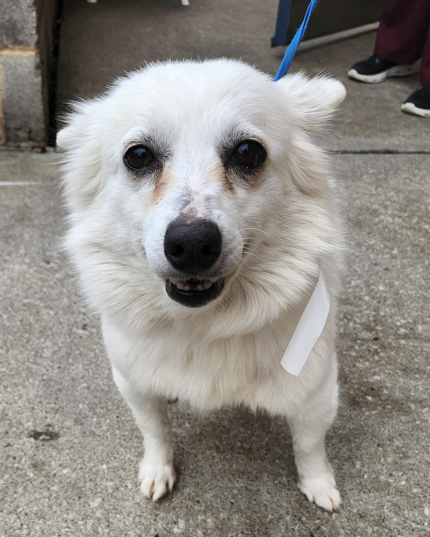 Cassie - Adopted!
