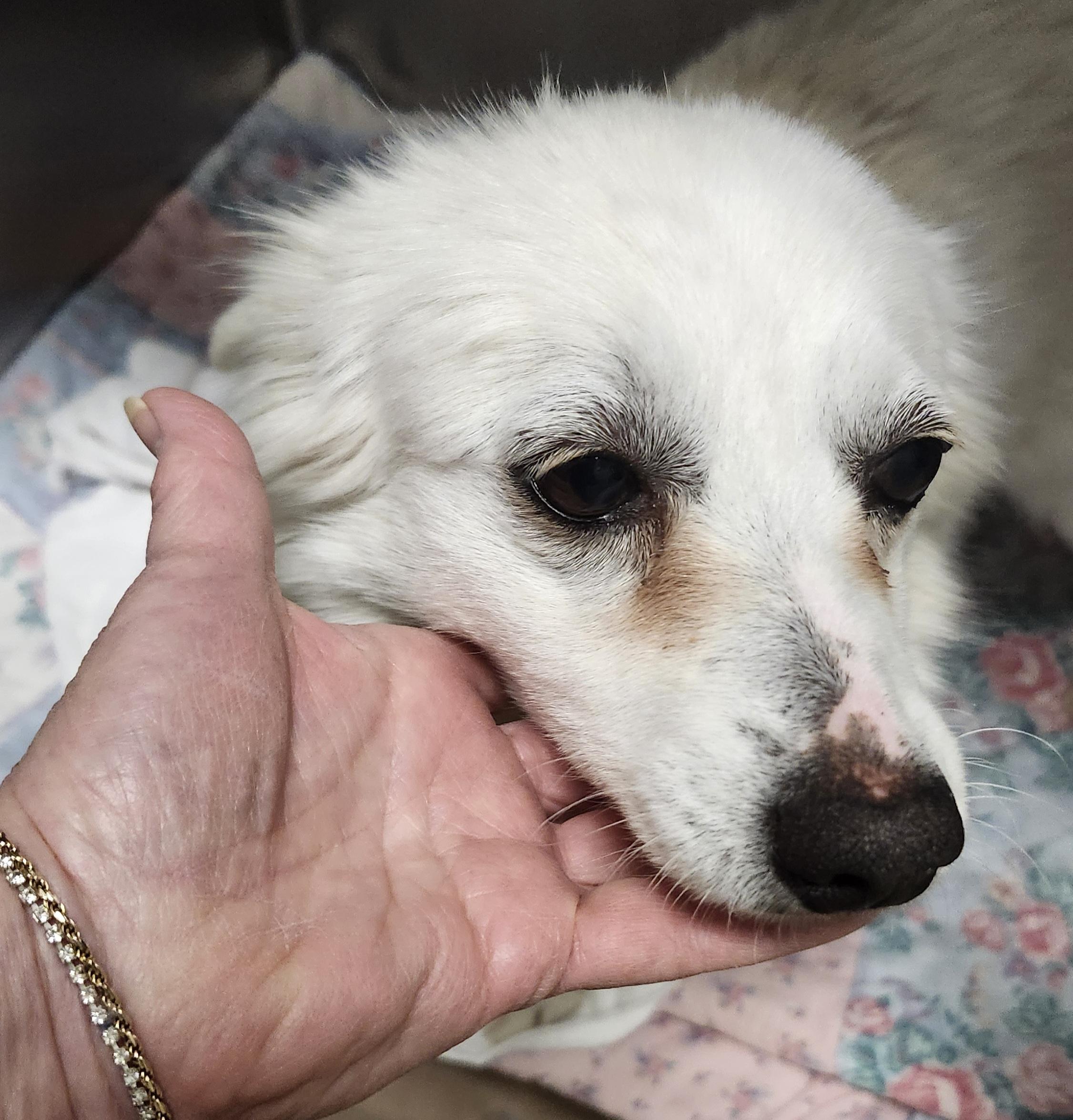 Cassie - Adopted!