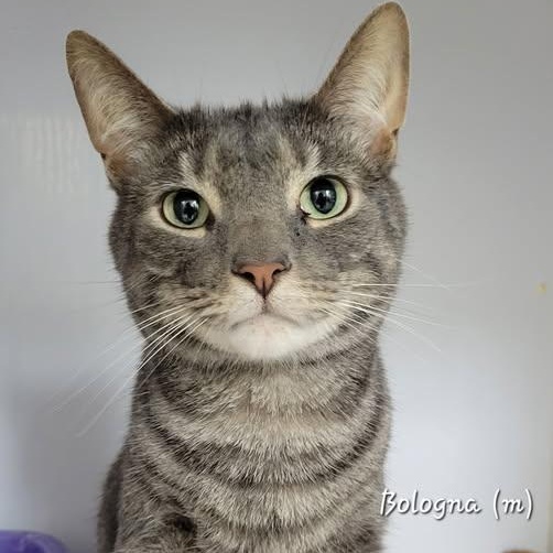 Enlarge Bologna, an adopted Tabby in Peru, IL image 1/1