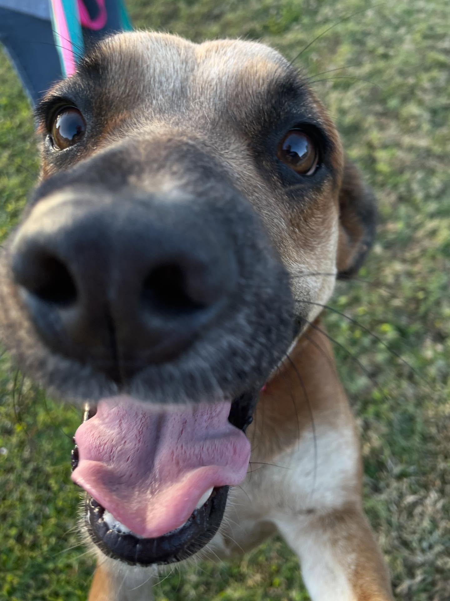 Ava, Adoptable, Young Female Mixed Breed.