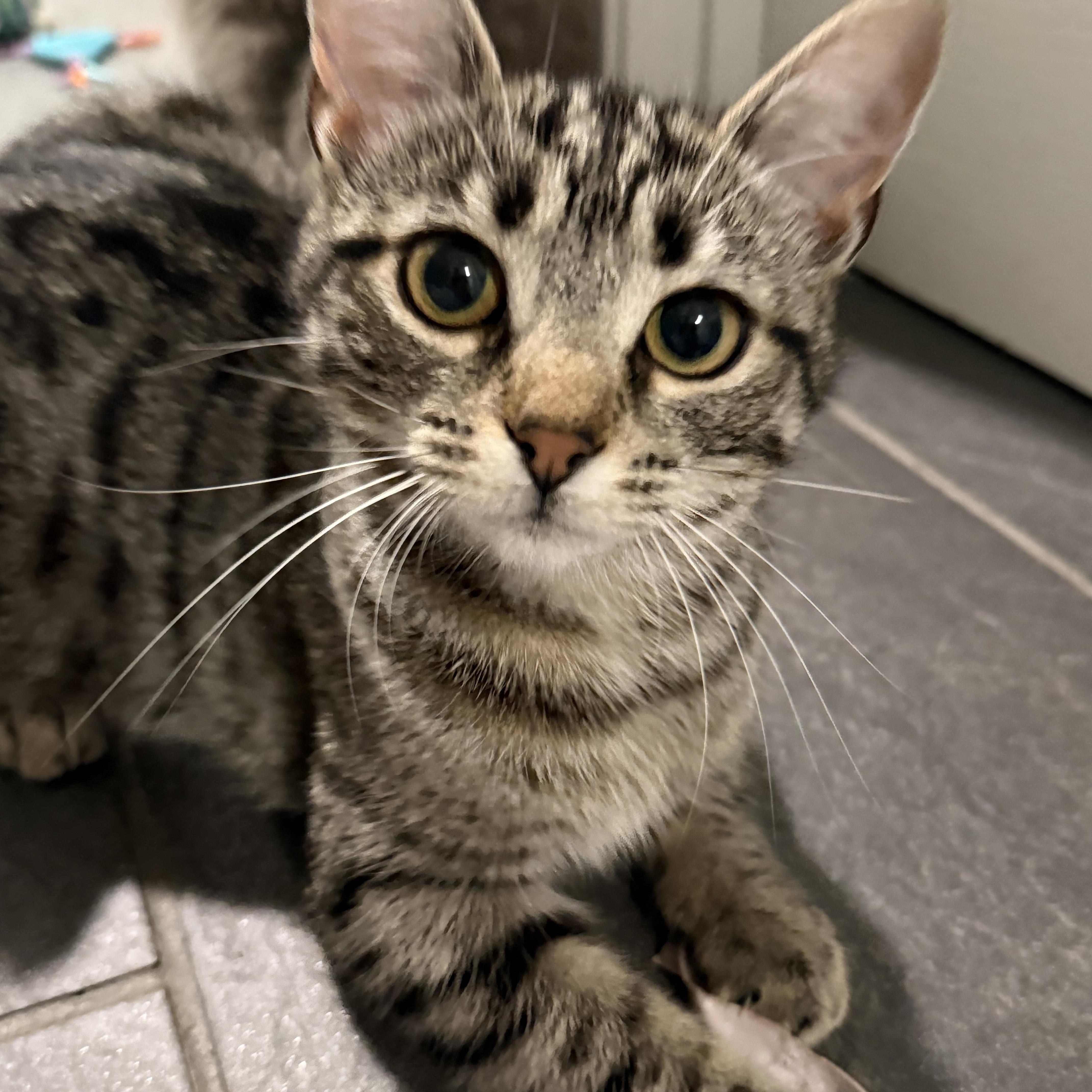 Enlarge Flash (aka Flashie girl) sibling to Puff Puff and Rusty, an adopted American Shorthair in Hickory, NC image 5/6