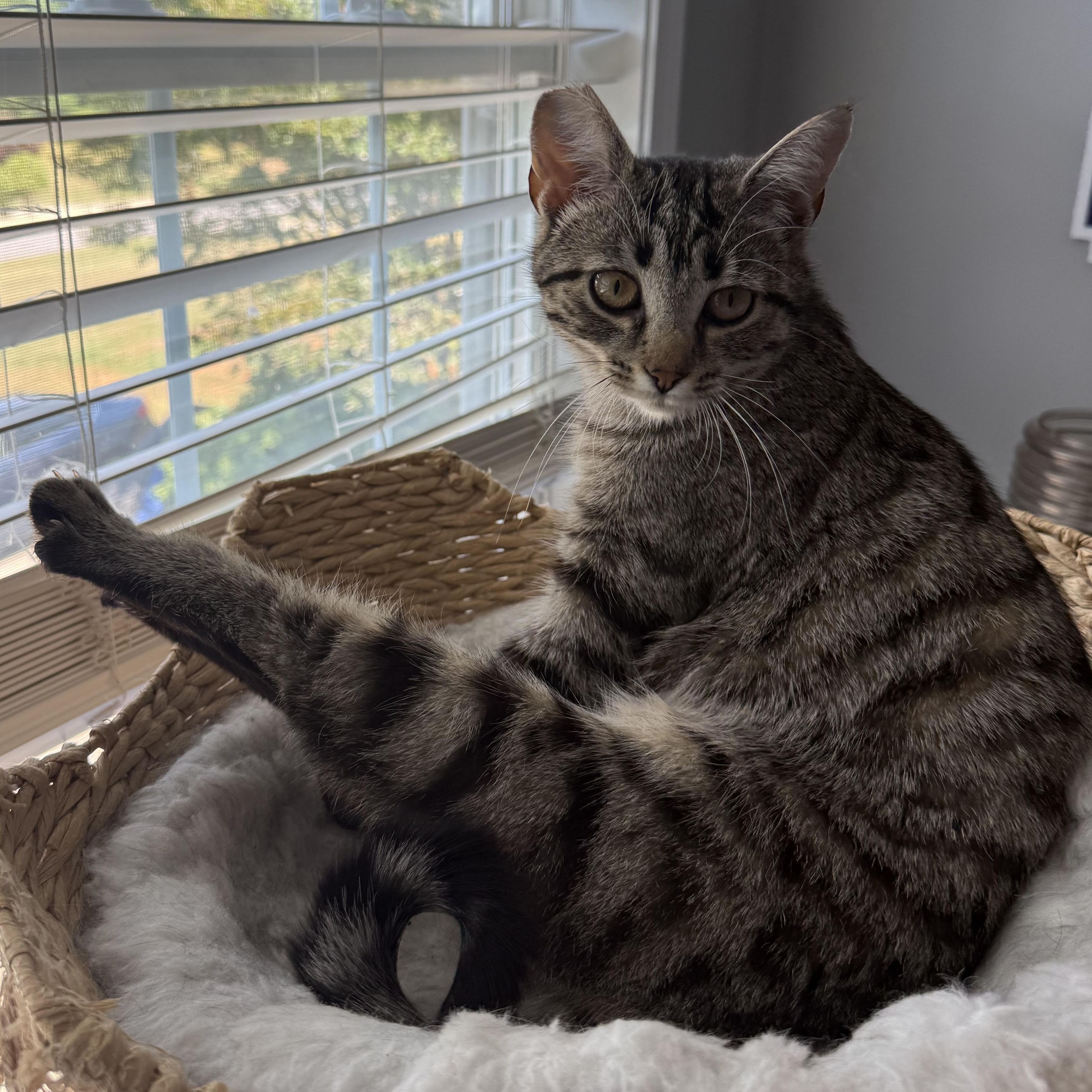 Enlarge Flash (aka Flashie girl) sibling to Puff Puff and Rusty, an adopted American Shorthair in Hickory, NC image 4/6