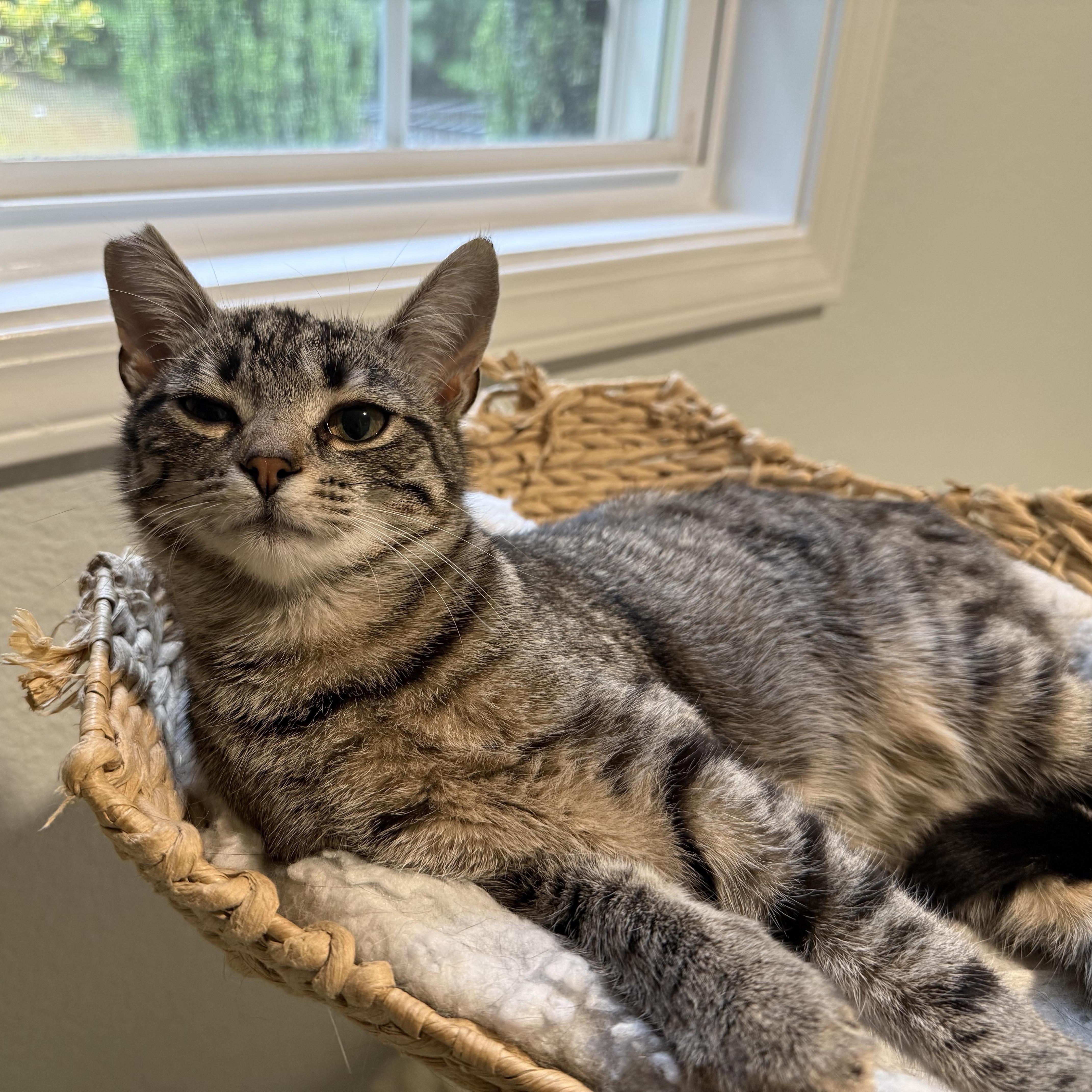 Enlarge Flash (aka Flashie girl) sibling to Puff Puff and Rusty, an adopted American Shorthair in Hickory, NC image 3/6