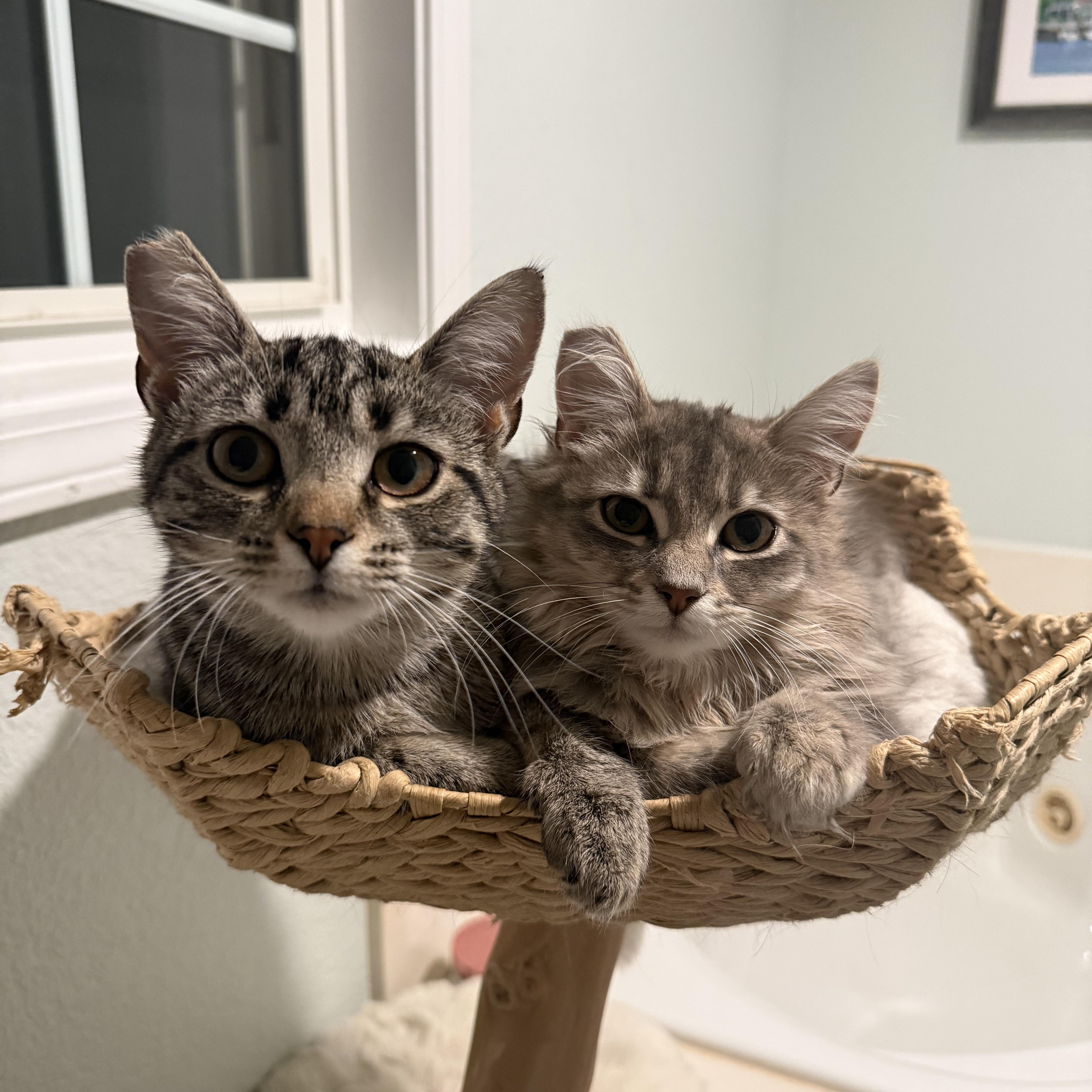 Enlarge Flash (aka Flashie girl) sibling to Puff Puff and Rusty, an adopted American Shorthair in Hickory, NC image 2/6