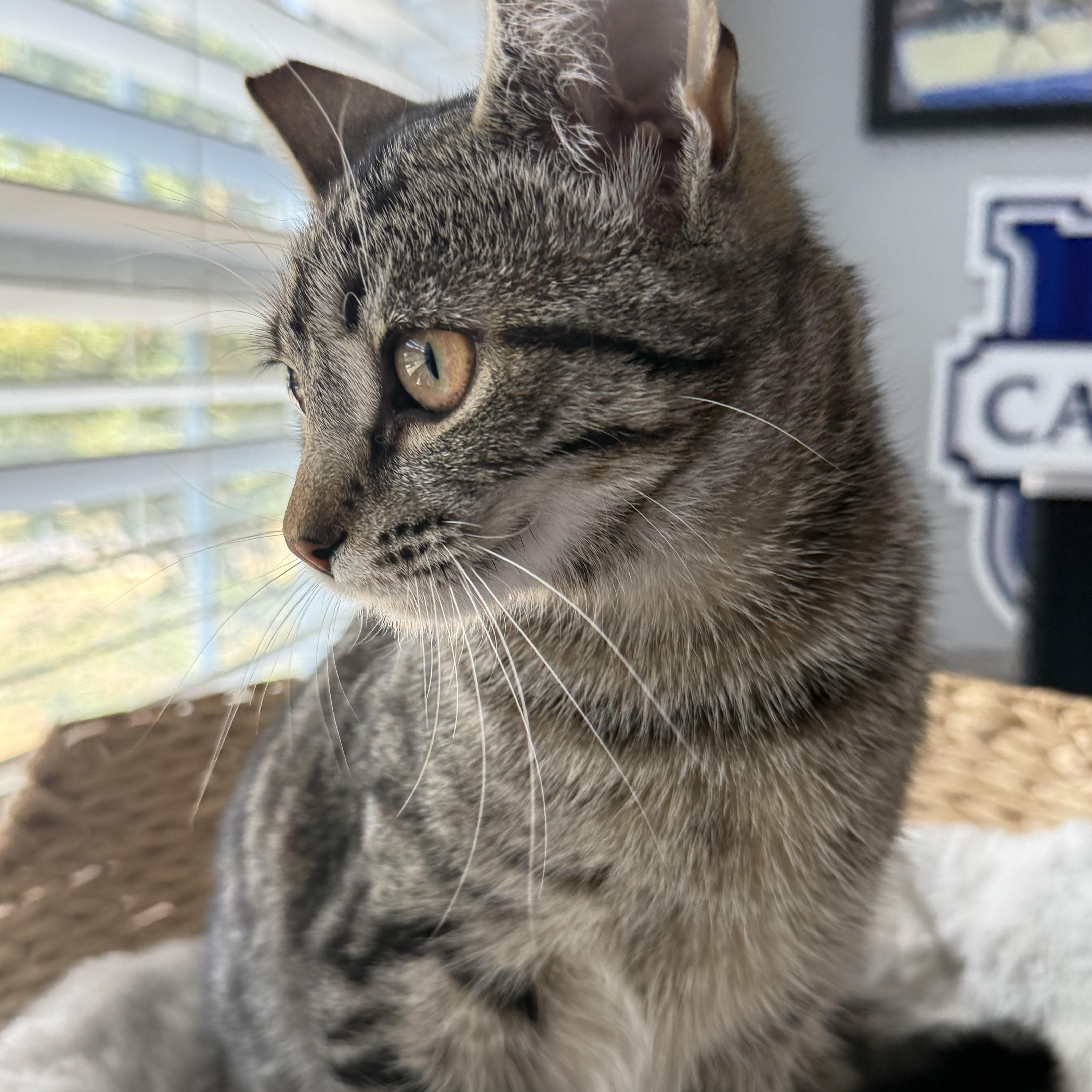 Enlarge Flash (aka Flashie girl) sibling to Puff Puff and Rusty, an adopted American Shorthair in Hickory, NC image 6/6