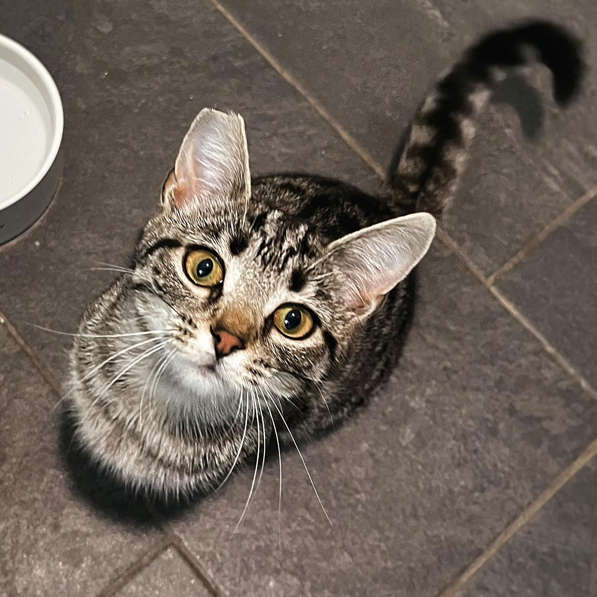 Flash (aka Flashie girl) sibling to Puff Puff and Rusty, adopted, Young Female American Shorthair.