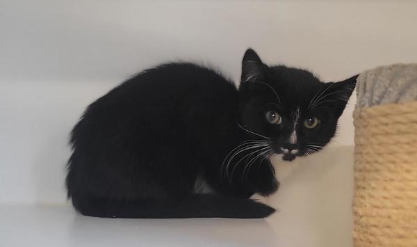 Betty, Adoptable, Kitten Female Domestic Short Hair.